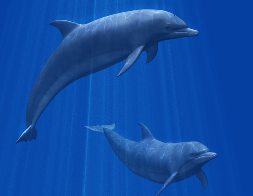 two dolphins