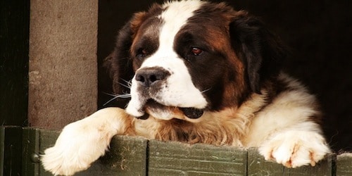 st-bernard-dog