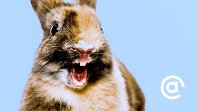 Rabbit with teeth bared.
