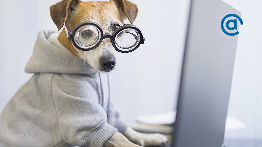 A dog with glasses and a sweater on, working on a laptop