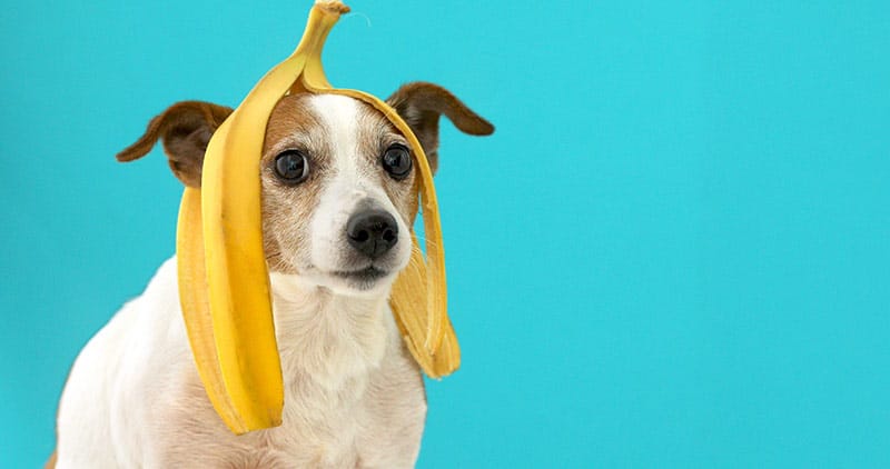 An embarrassed Jack Russel Terroir dog wears a banana peel as a hat.