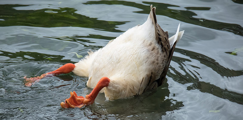 A duck with its head under water and fanny exposed. The client isn't paying attention.