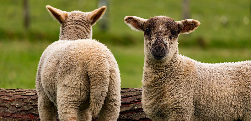 Two sheep, one looking away from the camera and one looking right at it.