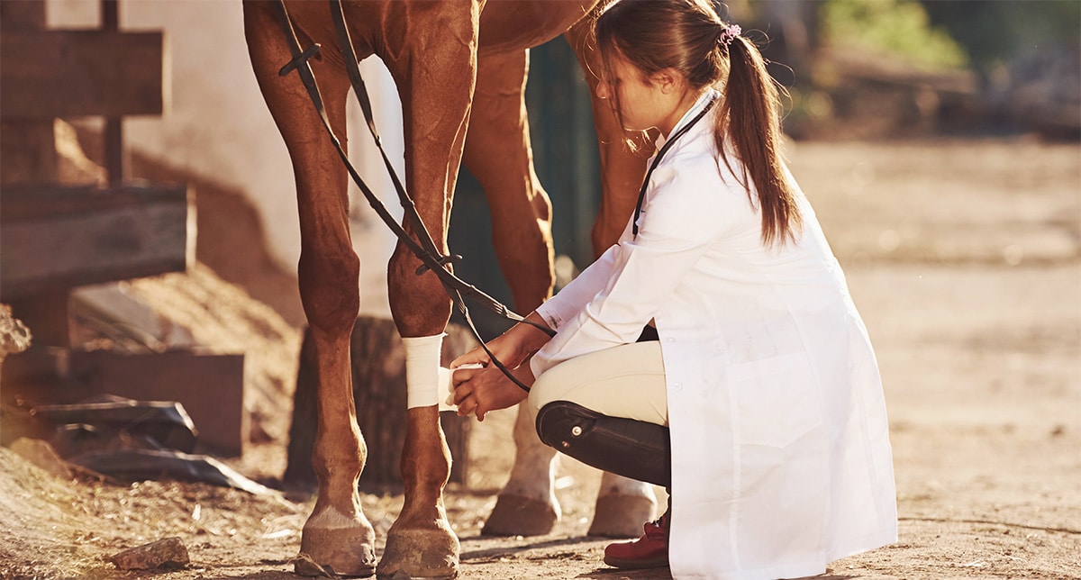 A vet wraps a horse's leg.